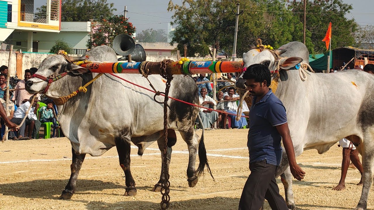 యాడికి గ్రామం సీనియర్స్ విభాగానికి 14వ జత PSKY BULLS పెరుమాళ్ళ శివకృష్ణ యాదవ్ గారు  ( నల్ల చిరుతలు)