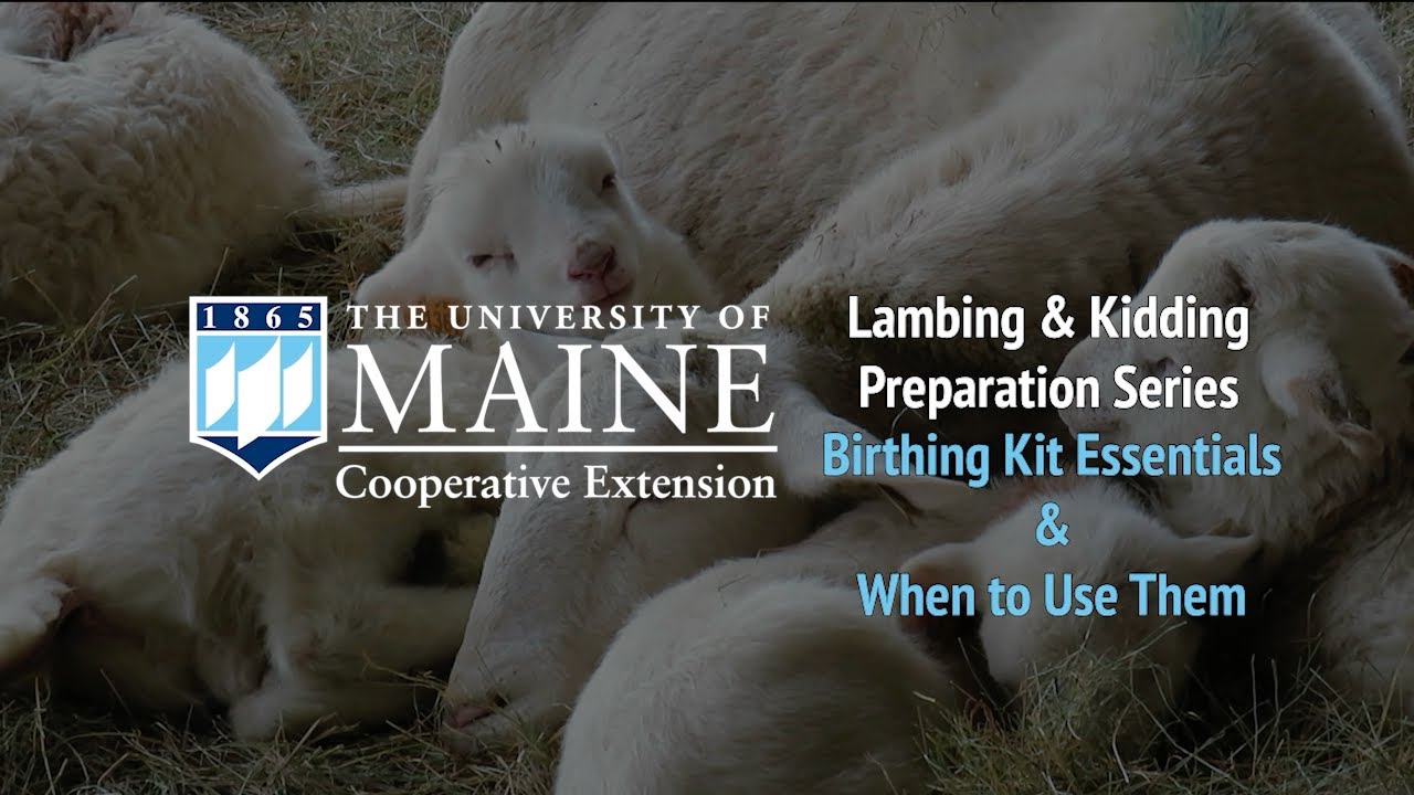 Lambing and Kidding Preparation Series: Birthing Kit Essentials and When to Use Them