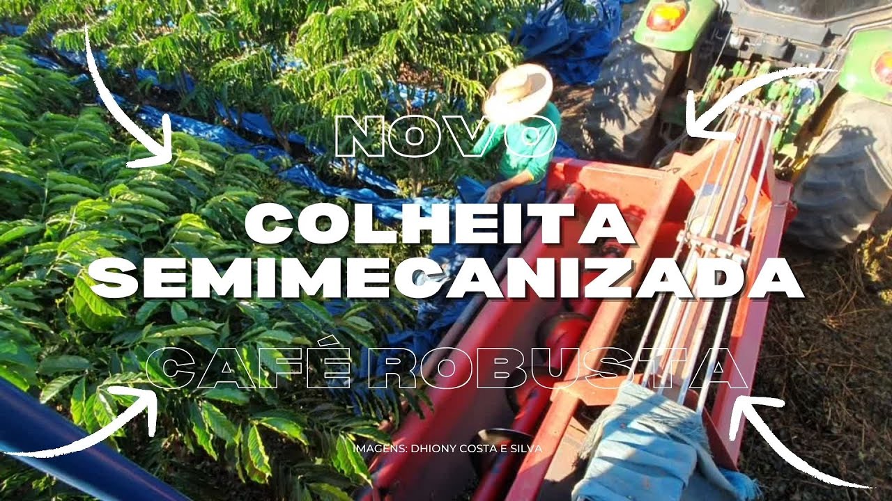 Colheita semimecanizada do café Robusta Amazônico