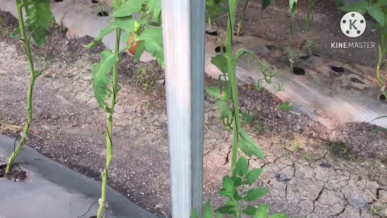 Como bajar la planta de jitomate