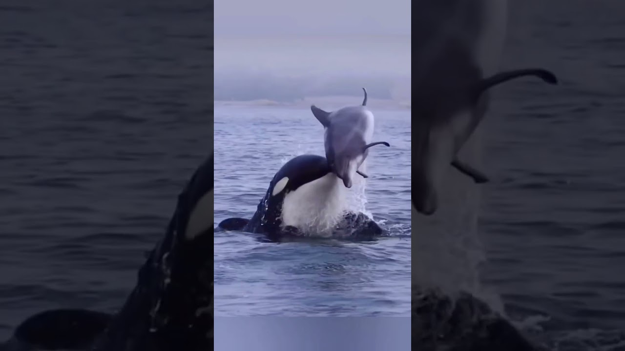 #oreca #dolphin #seafish.