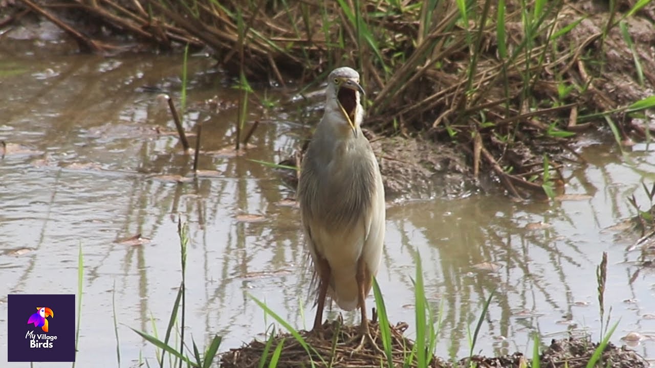 Mesmerizing Paddybird: Waiting for Its Next Meal in the Heart of a Paddy Field | #Nature #Wildbirds