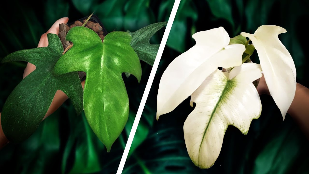 Make your Philodendron Florida Ghost WHITER! + Florida Ghost Mint Explained