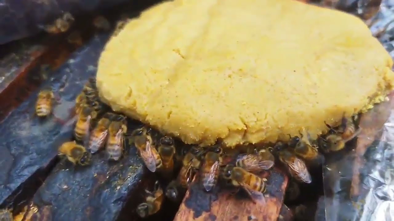 How made honey bee polan in off season at home#apisceranaindica #beekeeping #mandihp