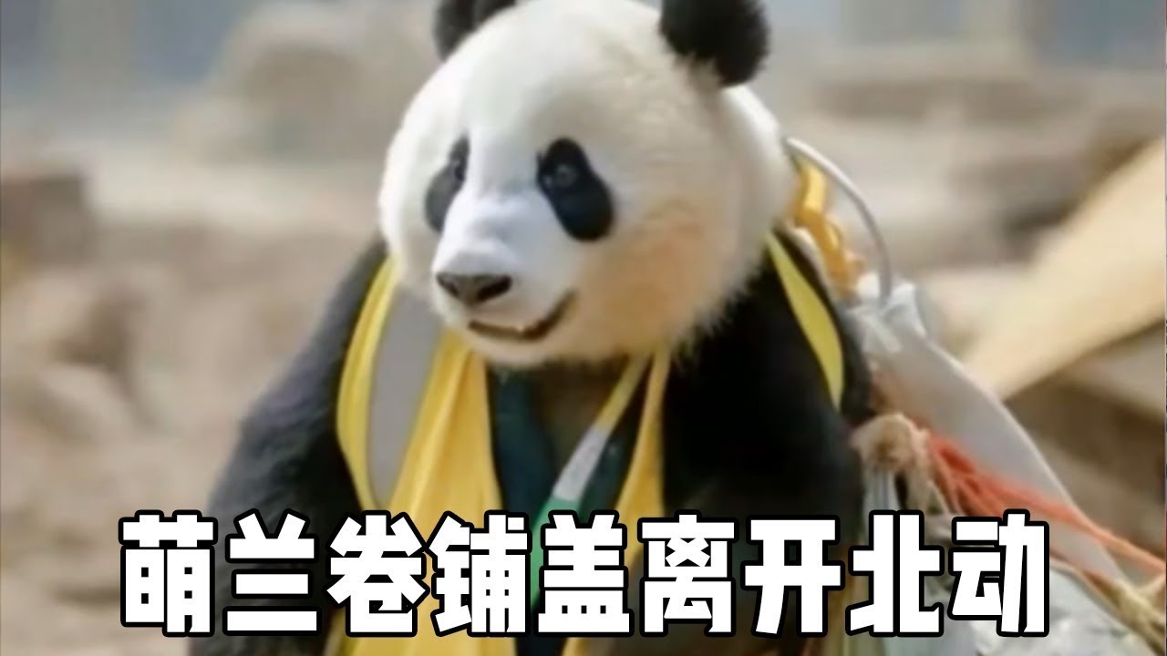 萌兰卷铺盖离开北动，求着到长隆当上门女婿，这环境也太拉仇恨了【大橙子数据】