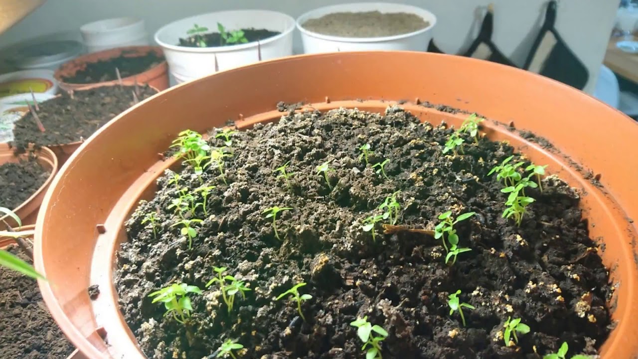 Bodhi Tree / Peepal Tree / Ficus Religiosa Grown from Seed - Three (3) Month Timelapse