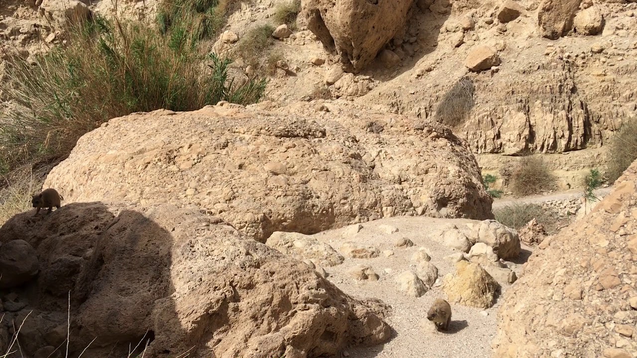 Syrian Rock Hyrax Calling in Ein Gedi Nature Reserve