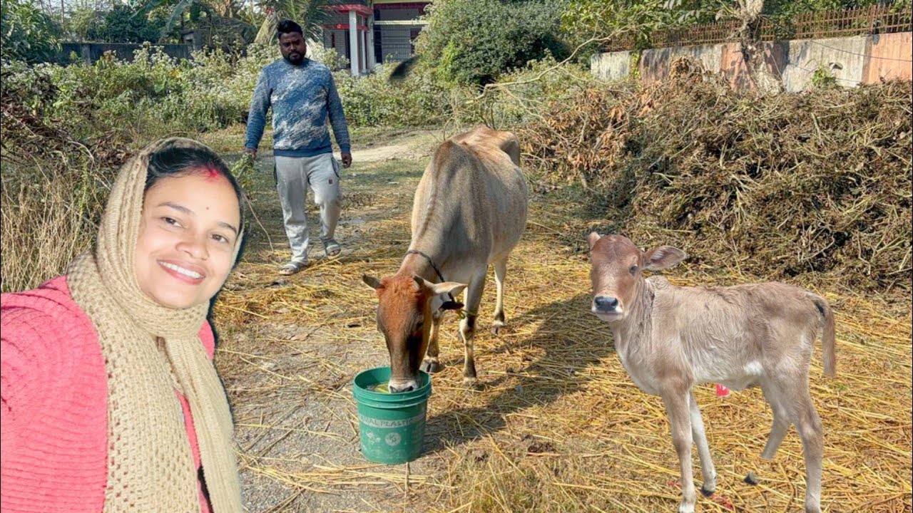 গরুর দানা জাল দেবার জন্য প্রচুর চাপাতার খড়ি কিনে আনা হল #cow #dailyvlog #pujabapigallary 