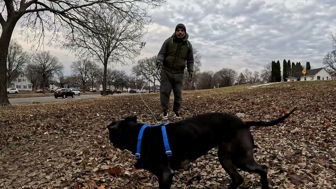 Breakbred's Jet Black Sugar Pup on the flirt 