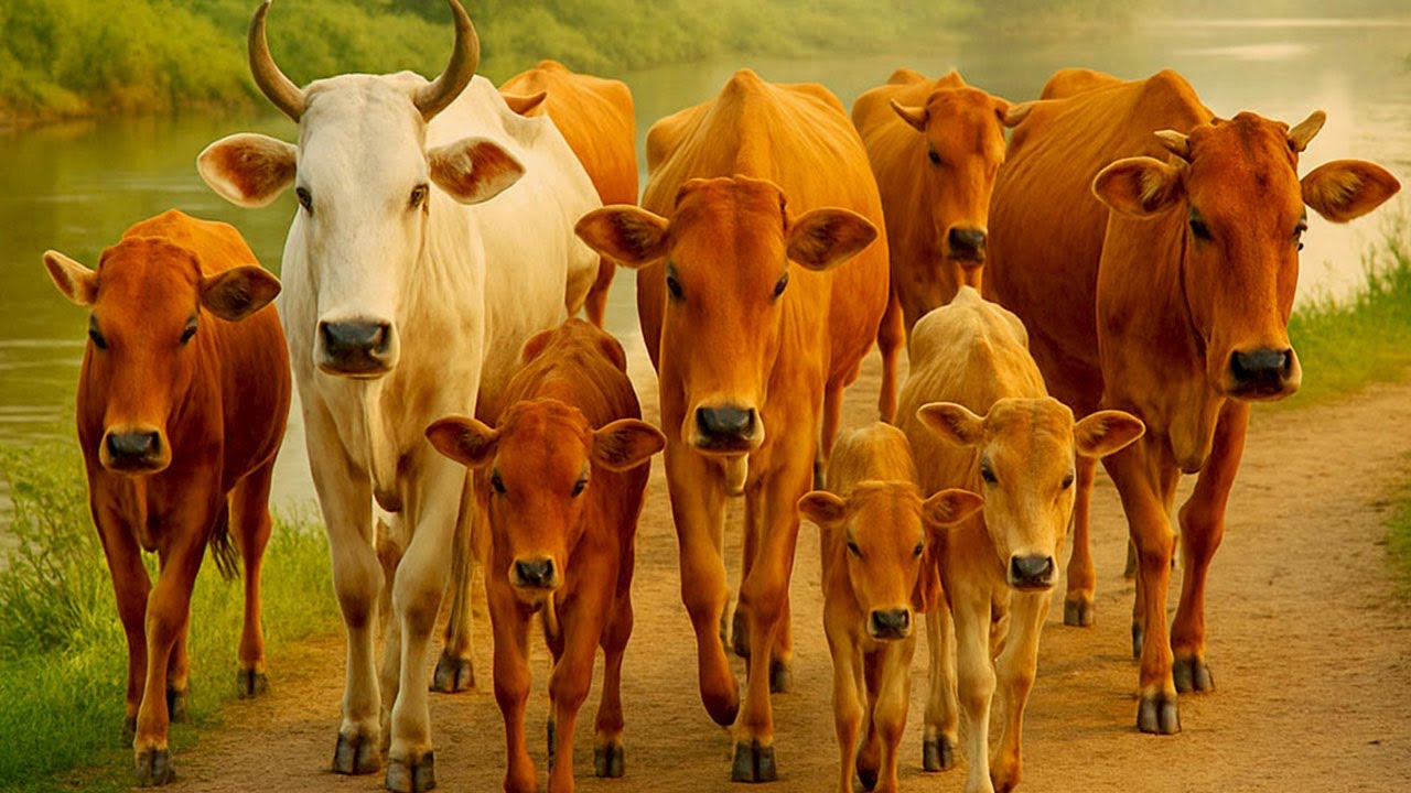 Vidio Mengembala sapi-sapi jinak bergerombolan menyusuri jalan menuju sawah hijau luas,Suasana alam.