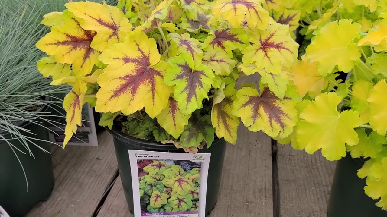 Heucherella 'Catching Fire' (Foamy Bells) // Tremendous, Brightly Colored Perennial.