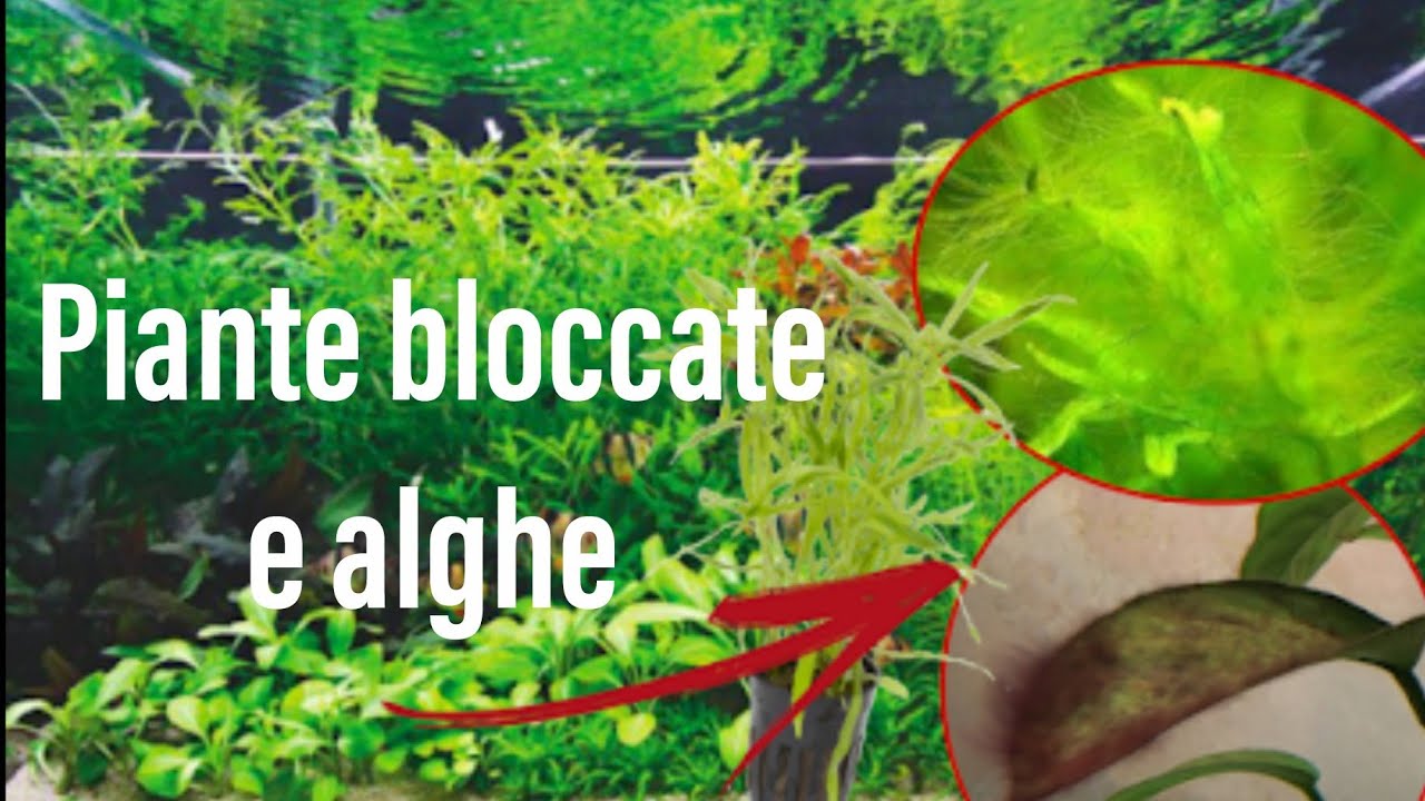 piante BLOCCATE e ALGHE in acquario??? Ecco perché!