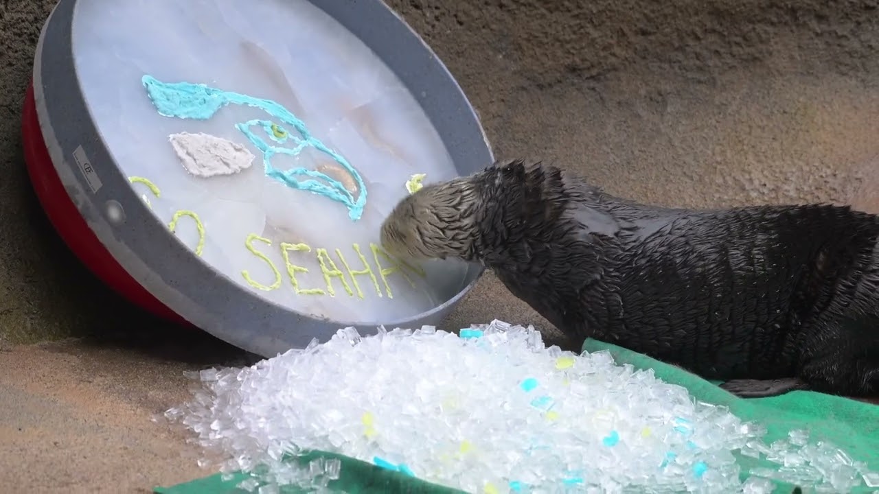Point Defiance Zoo Animals Support Seattle Seahawks in Super Bowl