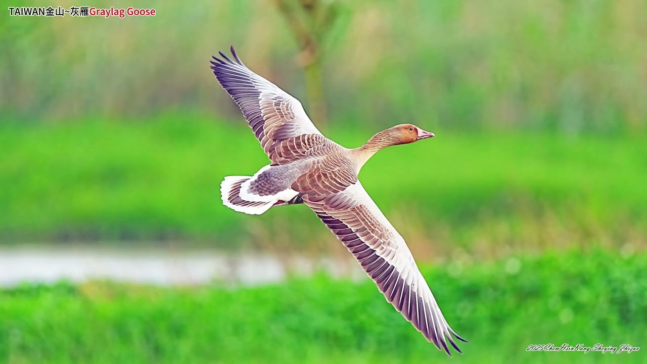 灰雁Graylag  Goose