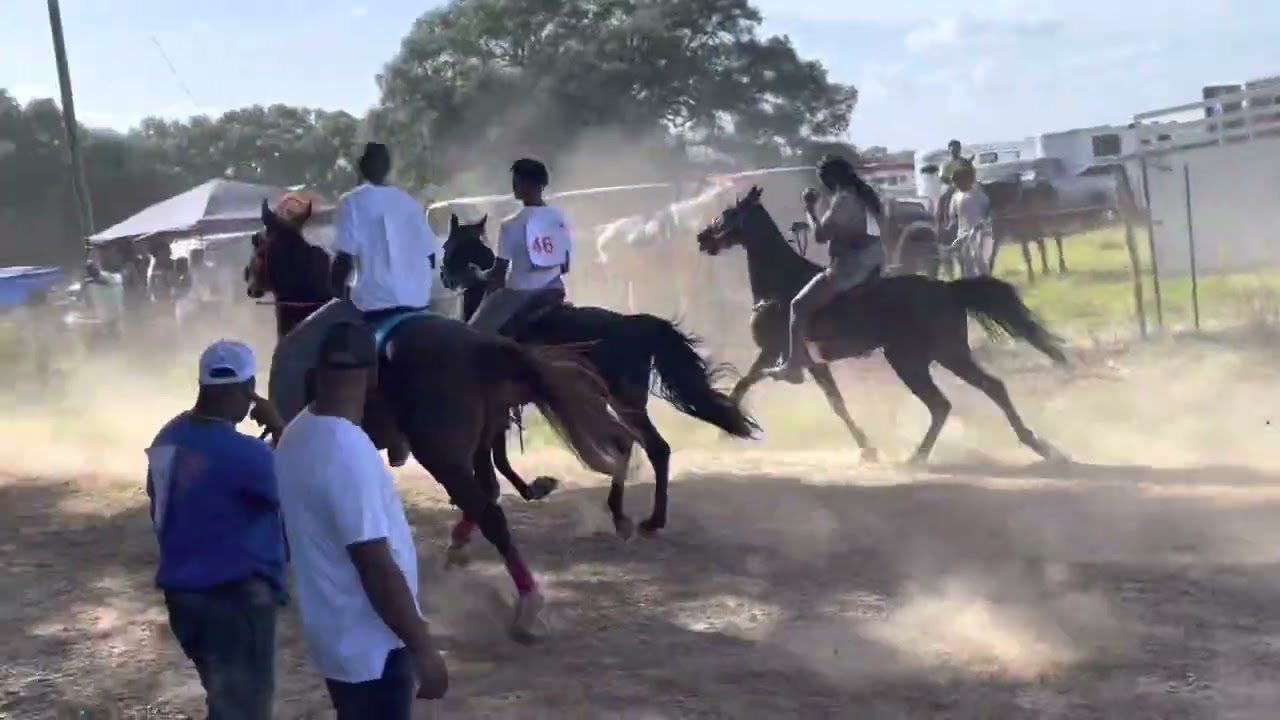 Bayou Bash Standardbred racing 2k22 Mamou LA