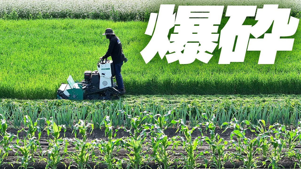 乗用草刈機で麦を粉砕する！【ZHR800】