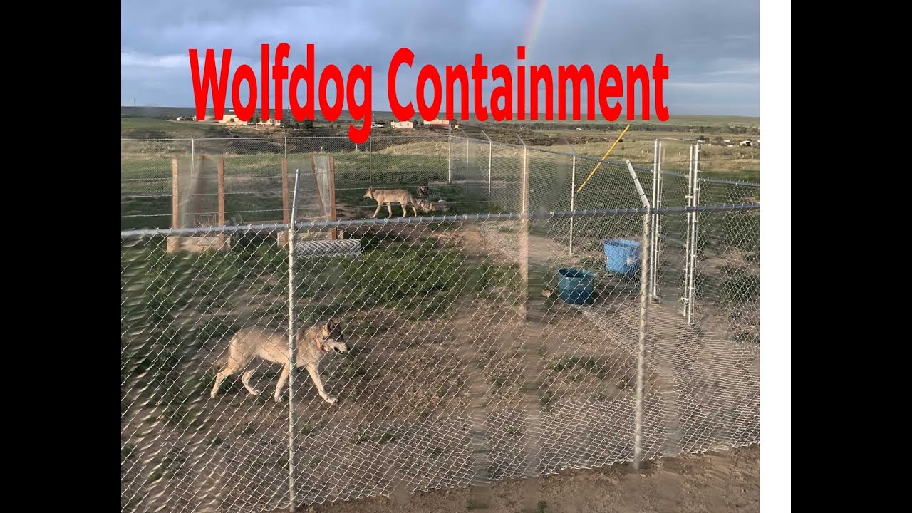 Wolfdog & Big Dog Containment What I Use To Keep Any Canine From Escaping My Property