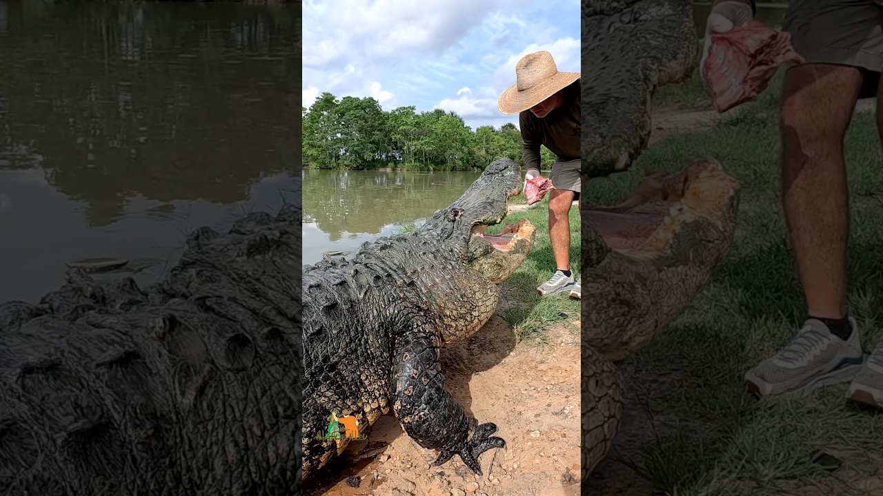 Close up view of huge alligator eating! #shorts #shortsfeed #alligator #crocodile #wildlife #animal