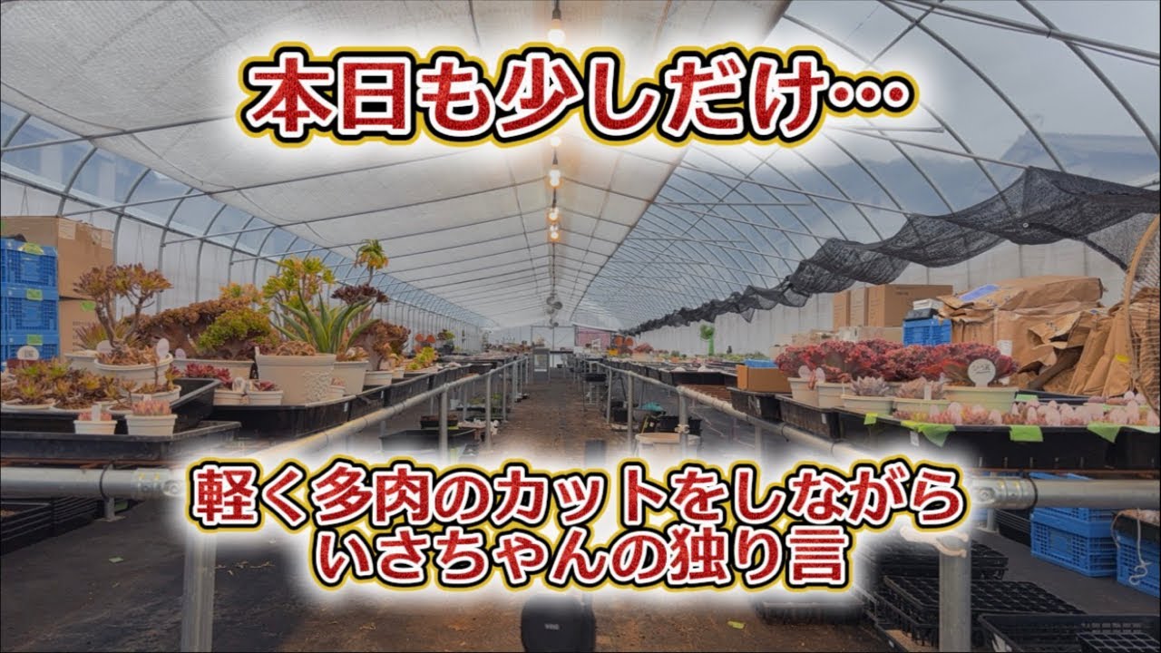 【作業配信】ライブ💖多肉をカットしながら(すぐ終わる💦)【いさちゃんの独り言】