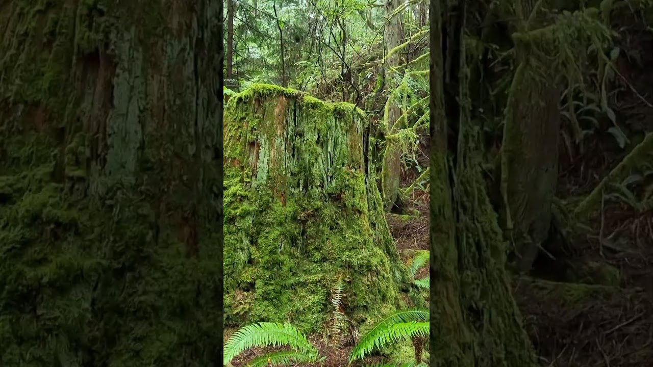 East Sooke Park - Trap Shack hike #eastsookepark #vancouverisland #naturewalk