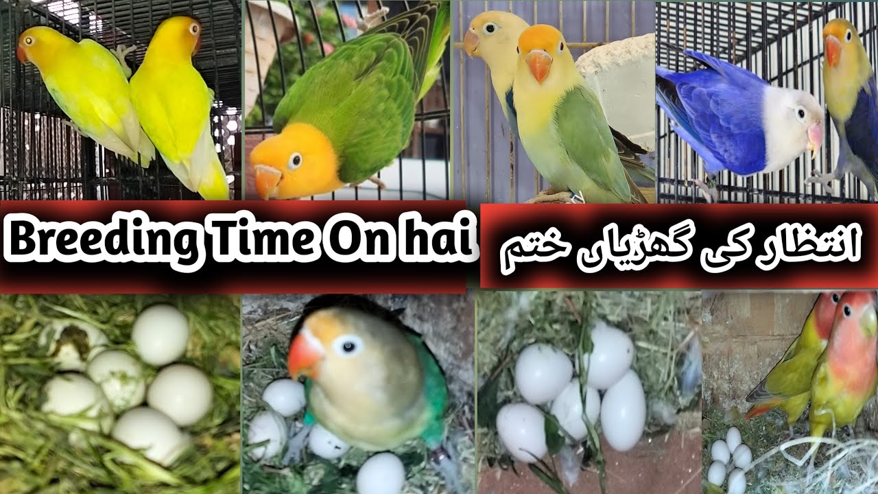 Bus Box lagane ki dair thi Breed aana Shuru Alhamdulillah. #breeding #lovebirds