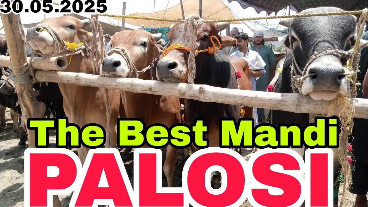 Palosi mandi Peshawar New rates 30.05.2025 today's update I Peshawar maweshi mandi 2025