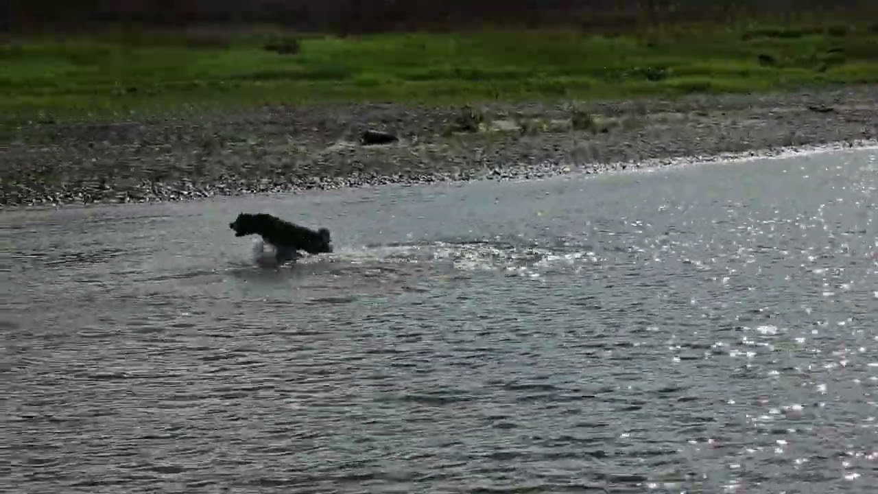 Anton die Wassergazelle // Perro de Agua Espa&ntilde;ol (spanischer Wasserhund)