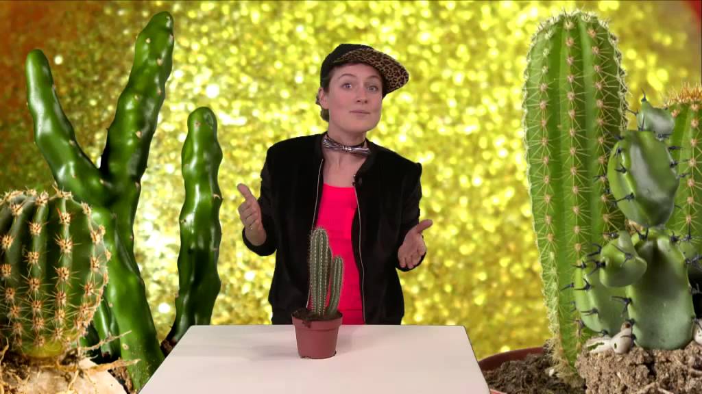 Waarom overleven cactussen in de woestijn? | Het Klokhuis