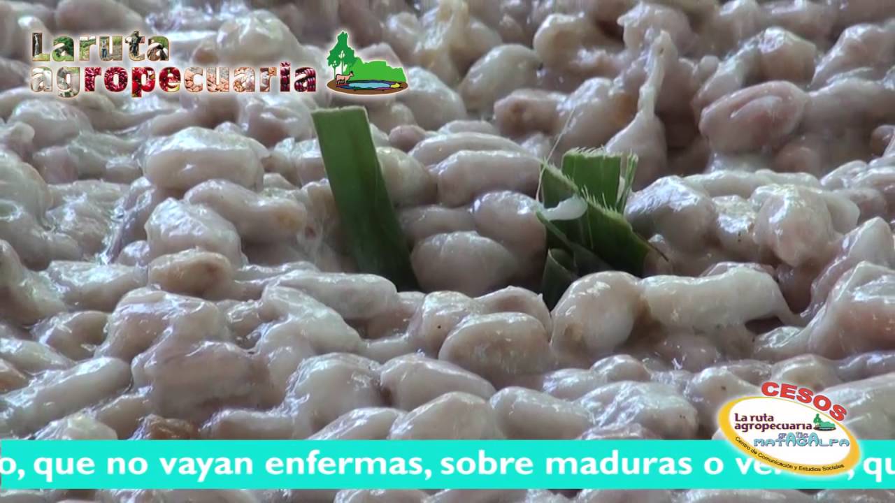 Procesamiento primario del cacao, qué pasa en los centros de acopio