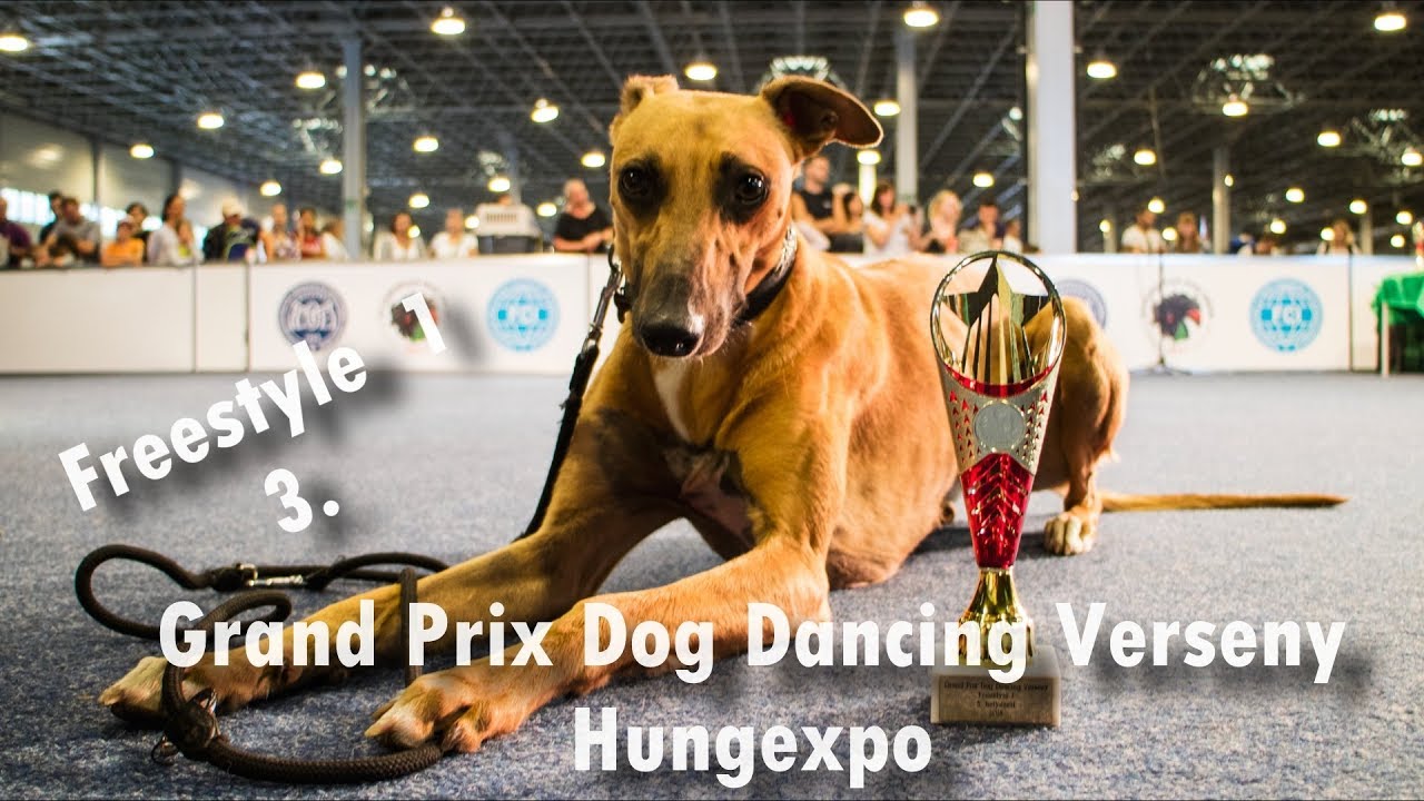 Grand Prix Dog Dancing verseny - Freestyle  1 - 3. hely
