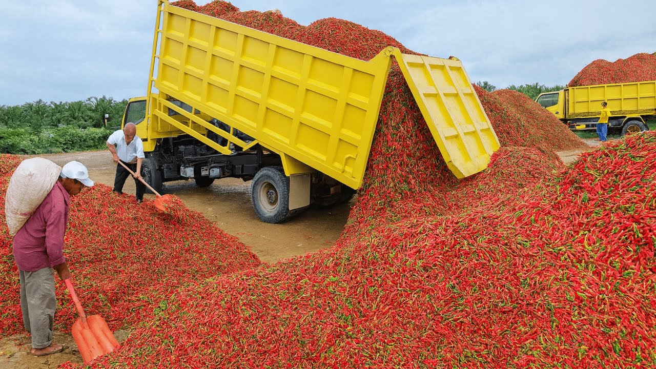 Secrets to collecting and processing tons of fresh red chili peppers right on the farm.