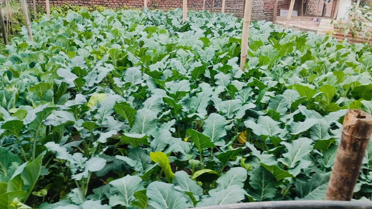 करेसा बारिको ताजा अवस्था , साथै मेरो ओर्किड्लाइ फेरि मल थपेको आज //my kitchen garden over view 