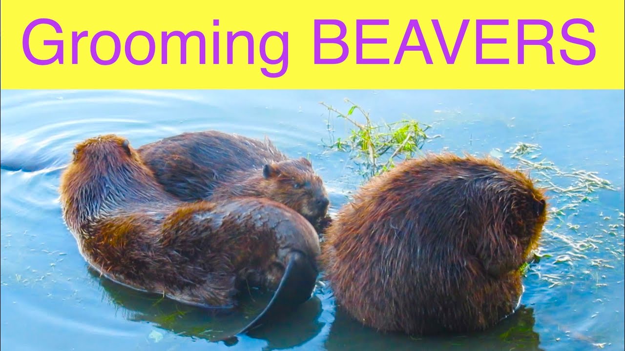 How Do Beavers Oil and Groom Their Fur?  Watch and Learn