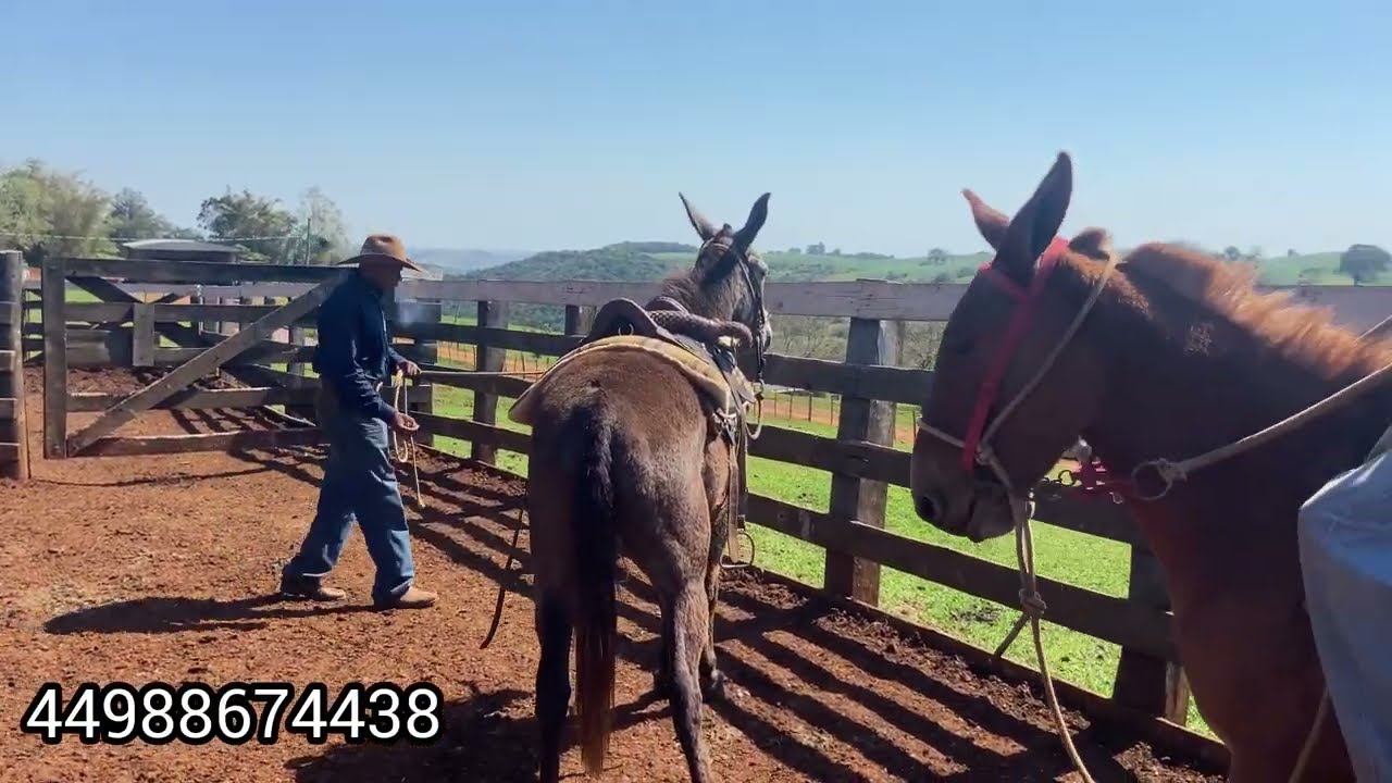 “Fomos na Fazenda montar no Burrão Gato Preto”