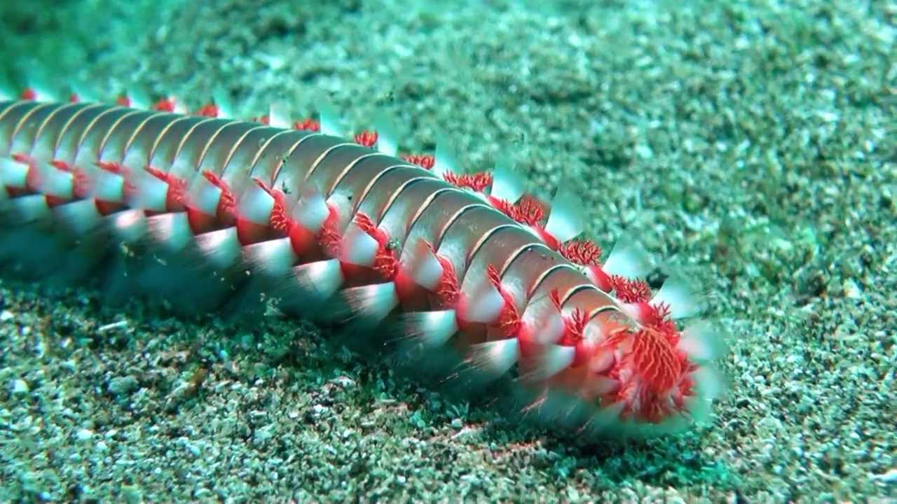 the bearded fireworm