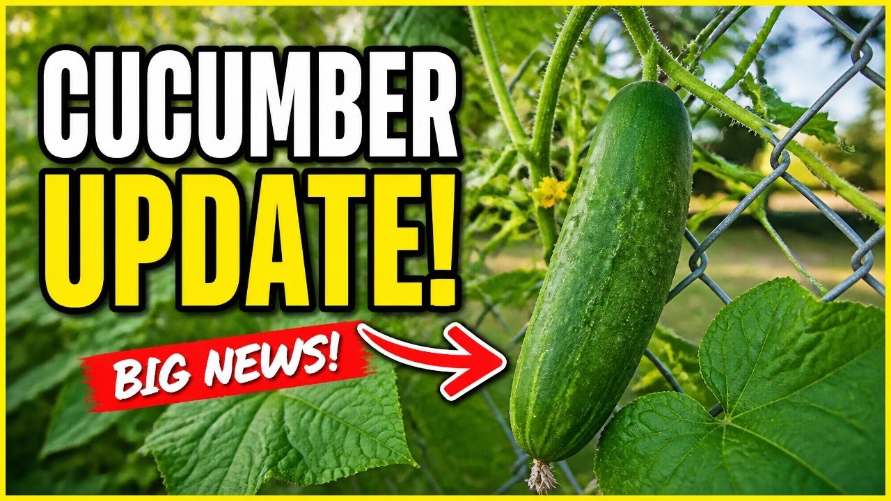cucumber update 🥒 #mississippi  #homegrown #growingvegetables