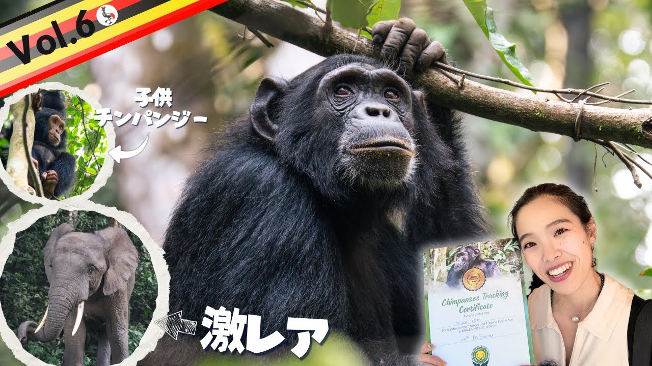 【野生のチンパンジーについて行く！】絶滅危惧種マルミミゾウともまさかの対面！VLOG6