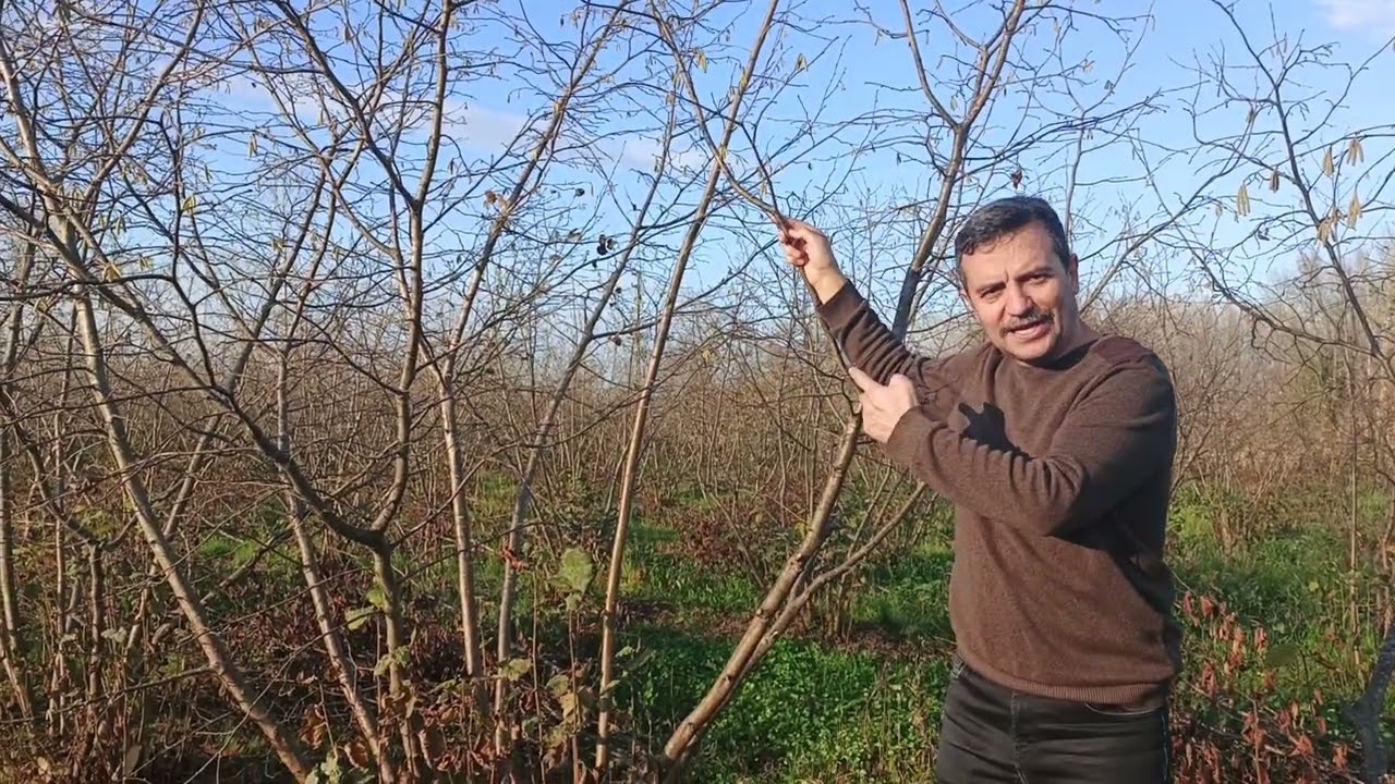  Fındık bakımında Humik asit farkı 05356660880