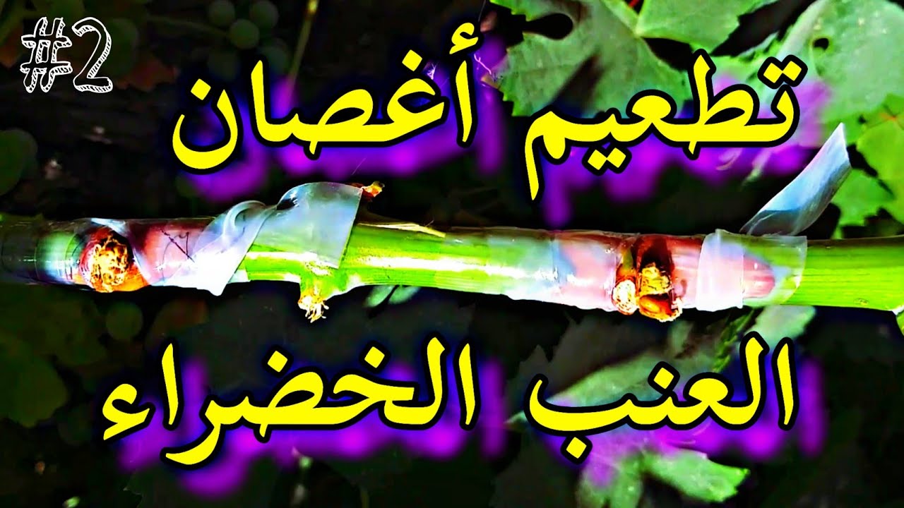 طريقة التطعيم الخضري للعنب الطريقة الثانية