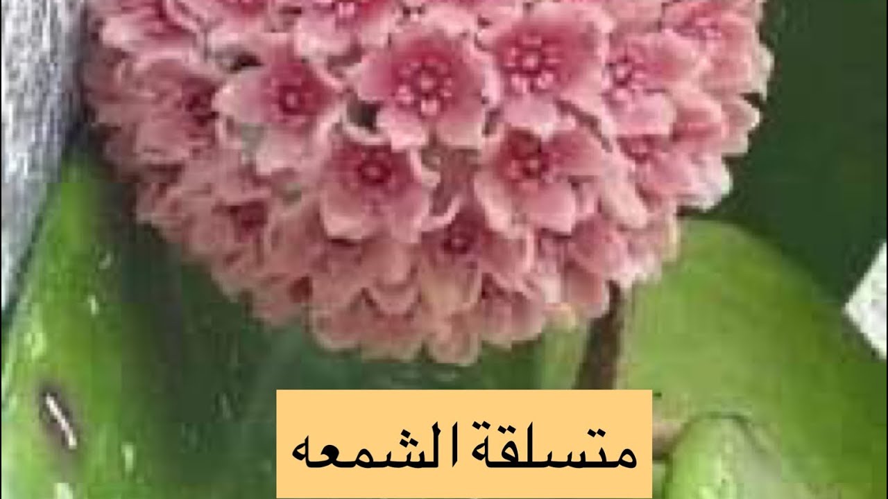 نبات متسلقة الشمعه او الهويا المتسل  Hoya_carnosa#