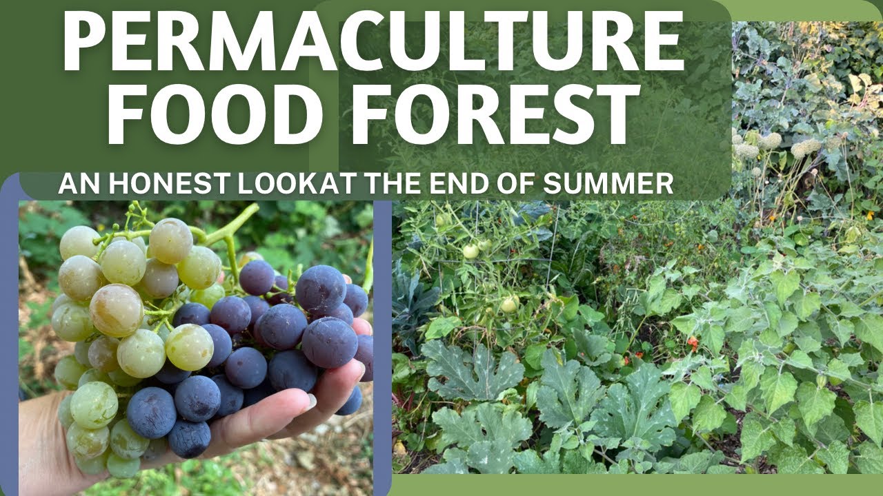 An Honest Look Around My Food Forest in Late August