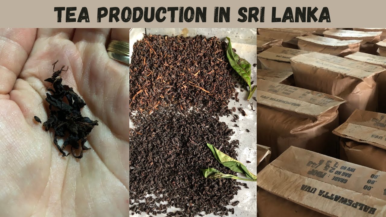 Tea production process in Sri Lanka | Uva Halpewatte Tea Factory | ELLA