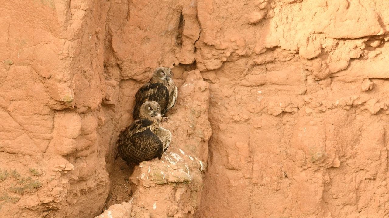 Fotografia de rapaces nocturnas: el b&uacute;ho real