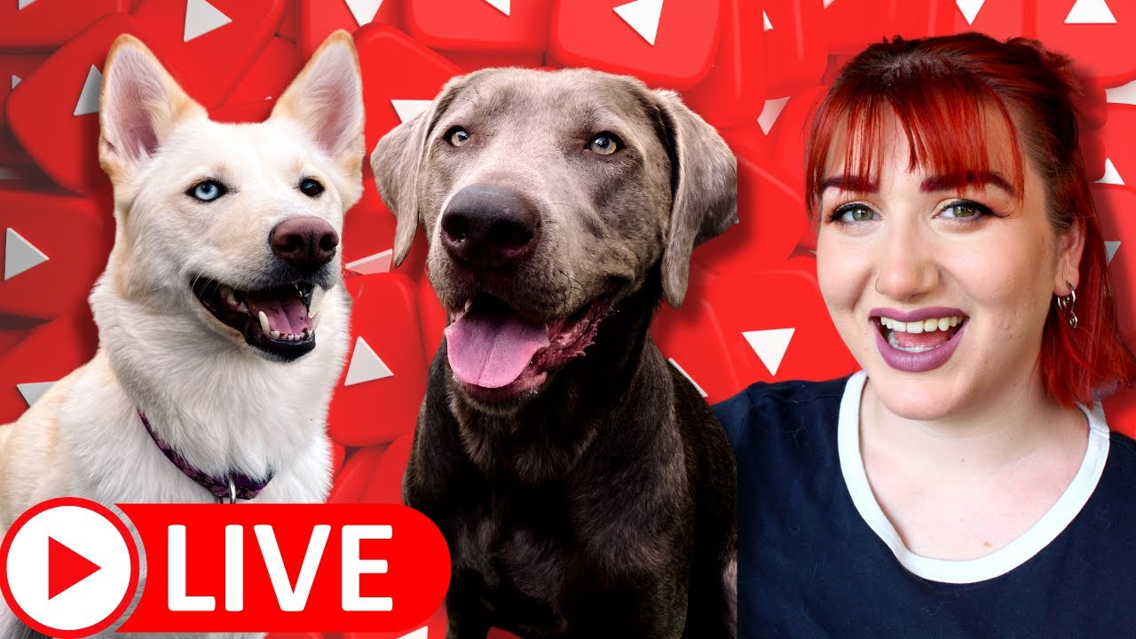 Live: Raw Dog Food Meal Prep With Me!