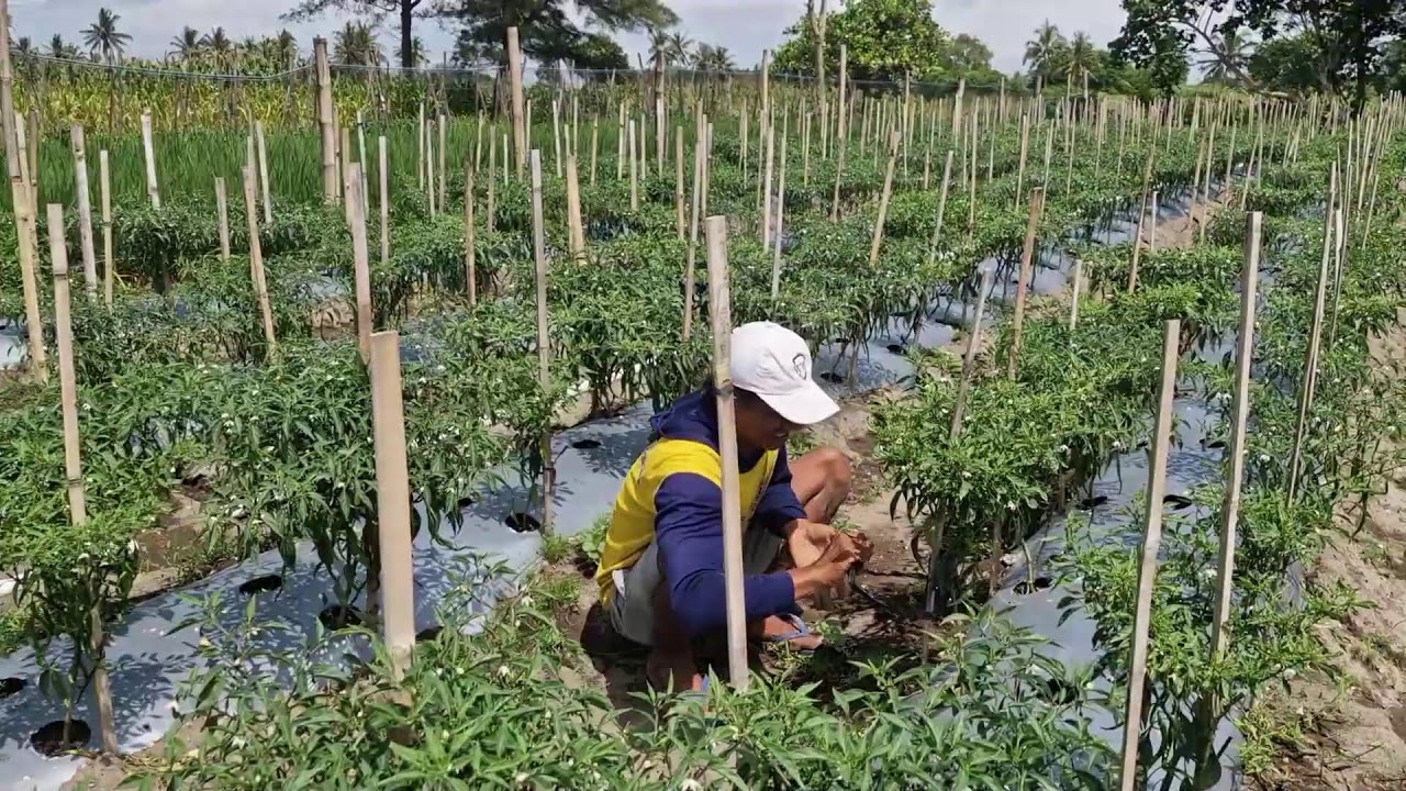 MODERN IRRIGATION SECRET! HOW FARMERS KEEP CHILI PLANTS STANDING STRONG!  -Agriculture Farming