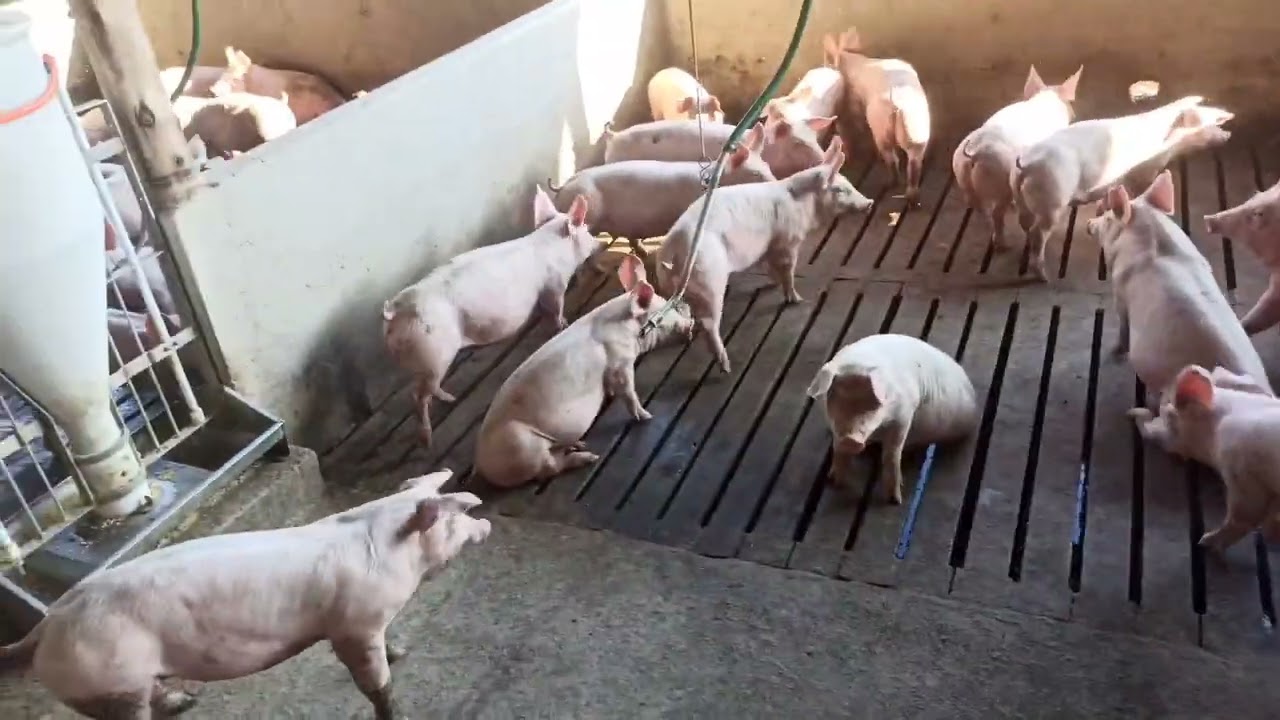 SUINOS TODOS ALOJADOS, 15 DIAS DE VIDA 🐷