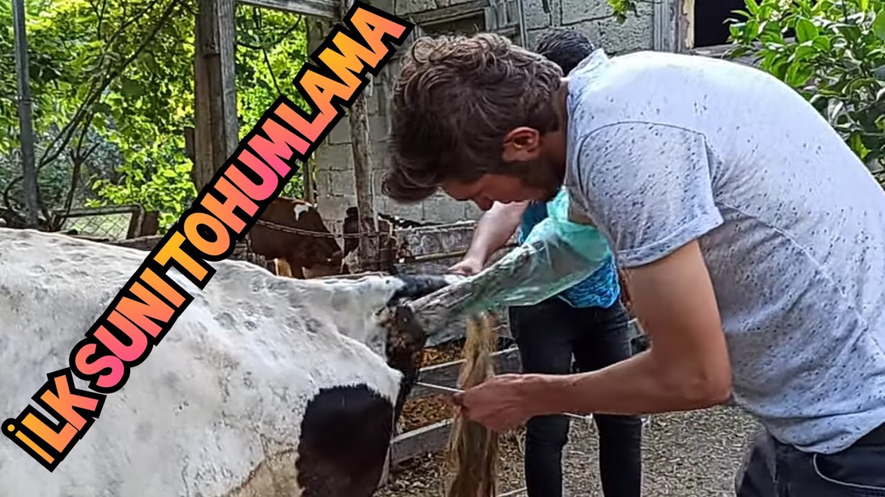 Yılmaz beyin İlk Suni Tohumlama Uygulaması. Bir Yıllık Emeğin Sonucu Tebrikler. #hayvancılık