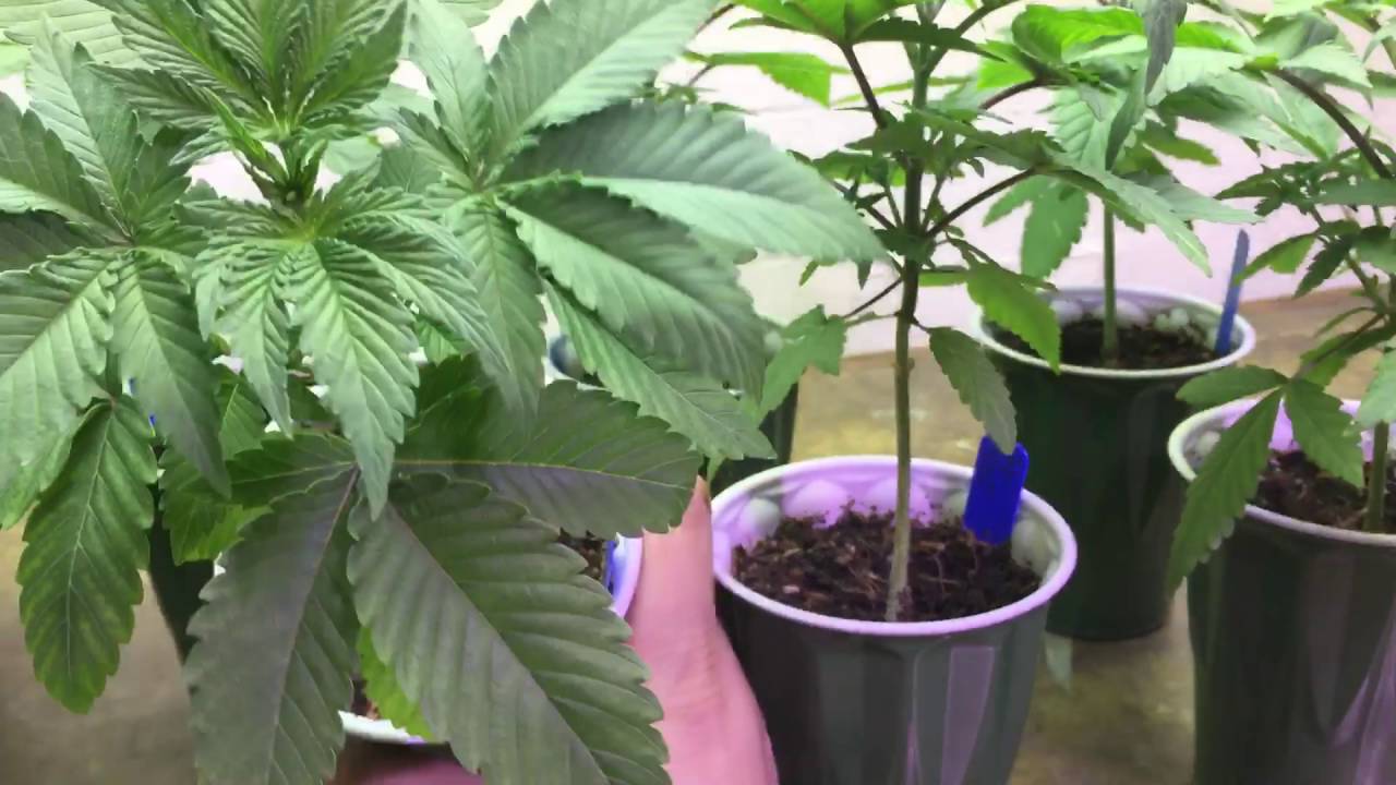Indoor Cannabis Grow  OceanGrown F1 x Wizards Potion