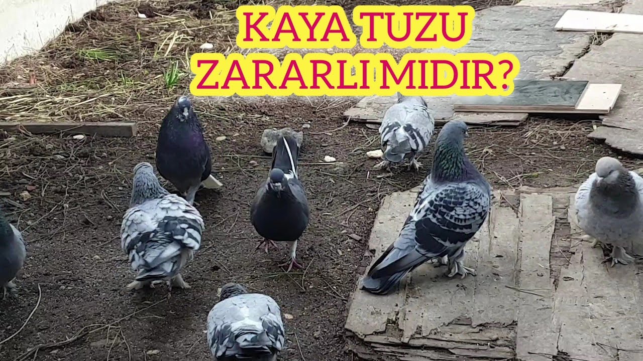 Kuşlara Kaya Tuzu Verilmeli Midir?