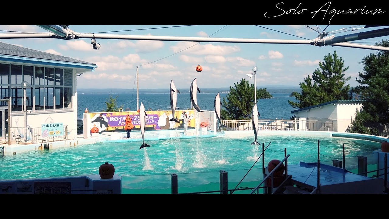 のとじま水族館　イルカショー